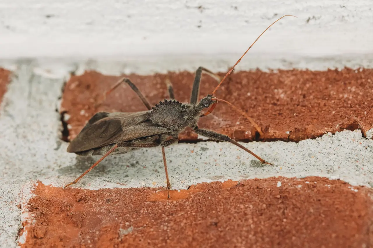 Crawl Space Pest Control Solutions